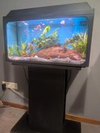 Compleet aquarium met kast, Dieren en Toebehoren, Ophalen of Verzenden, Zo goed als nieuw, Gevuld zoetwateraquarium