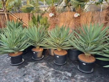 Yucca gloriosa "Lone Star" 