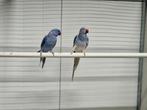 1-1 halsbandparkieten violet x violet bleekstaart, Meerdere dieren, Parkiet, Geringd
