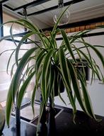 Graslelie met lange bladeren, Huis en Inrichting, Kamerplanten, Overige soorten, In pot, Minder dan 100 cm, Groene kamerplant