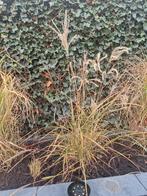 Siergras prachtriet 4x, Tuin en Terras, Planten | Tuinplanten, Ophalen, Overige soorten, Volle zon