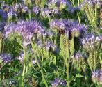 Uit de biologische moestuin: Phacelia, zaden., Tuin en Terras, Bloembollen en Zaden, Ophalen of Verzenden, Gehele jaar, Halfschaduw