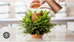 Terracotta Plant Plug Systeem Tevaplanter 2 stuks, Overige soorten, In pot, Minder dan 100 cm, Groene kamerplant