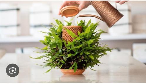 Terracotta Plant Plug Systeem Tevaplanter 2 stuks, Huis en Inrichting, Kamerplanten, Overige soorten, Minder dan 100 cm, Groene kamerplant