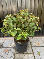 Viburnum p. Newport, Ophalen, Overige soorten, Halfschaduw