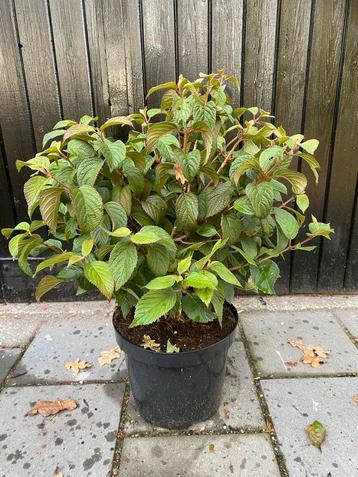 Viburnum p. Newport beschikbaar voor biedingen