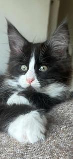 Maine coon kitten polydactyl, Dieren en Toebehoren, Katten en Kittens | Raskatten | Langhaar