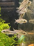 Hobbyaquarium Corydoras Pigmeaus / dwerg corydoras, Vis, Zoetwatervis, Schoolvis