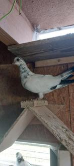 Amsterdamse tipplers, Dieren en Toebehoren, Vogels | Duiven, Meerdere dieren