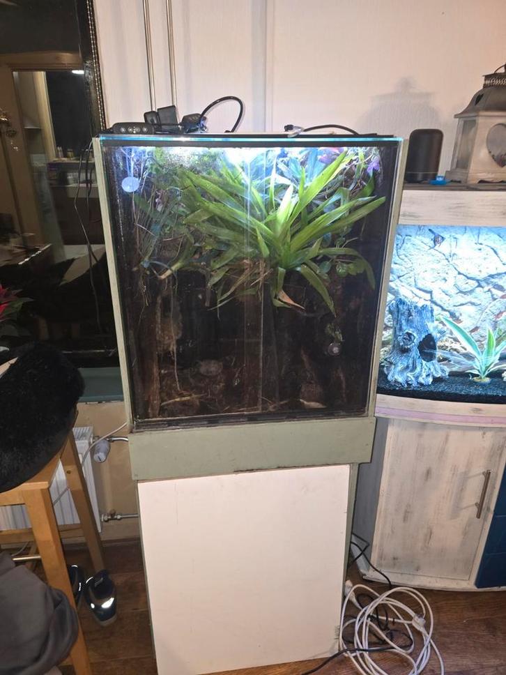 Terrarium met kikkers en gekko,s