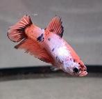 betta vrouw orange candy, Dieren en Toebehoren, Vissen | Aquariumvissen, Vis