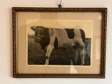 Oude foto stier + registratiekaart rundvee inseminatie beschikbaar voor biedingen