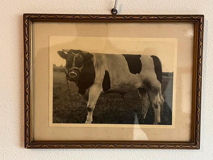 Oude foto stier + registratiekaart rundvee inseminatie, Verzamelen, Dierenverzamelingen, Gebruikt, Overige typen, Boerderijdier