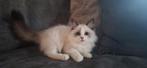 Zeer mooi ragdoll (fok) poesje met stamboom!!, Dieren en Toebehoren, Katten en Kittens | Raskatten | Langhaar, Kater, Gechipt