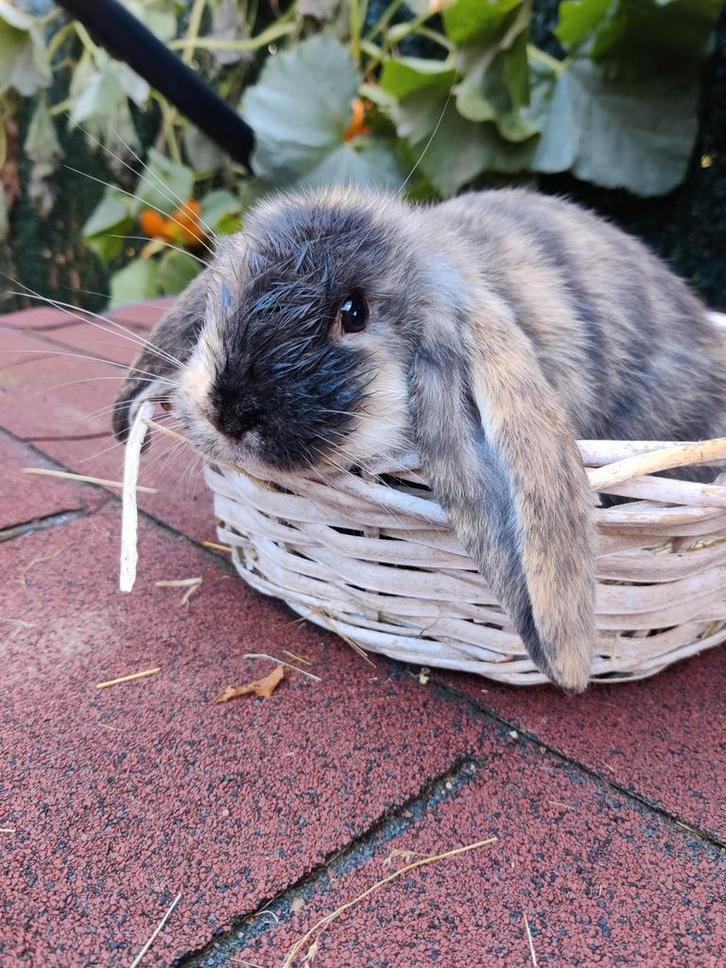 Franse hangoor geënt, Dieren en Toebehoren, Konijnen, Groot, Mannelijk, 0 tot 2 jaar, Hangoor
