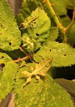 Cryptophyllium limogesi. Wandelend blad, Dieren en Toebehoren, Overige soorten