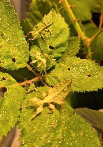 Cryptophyllium limogesi. Wandelend blad,10 stuks beschikbaar beschikbaar voor biedingen