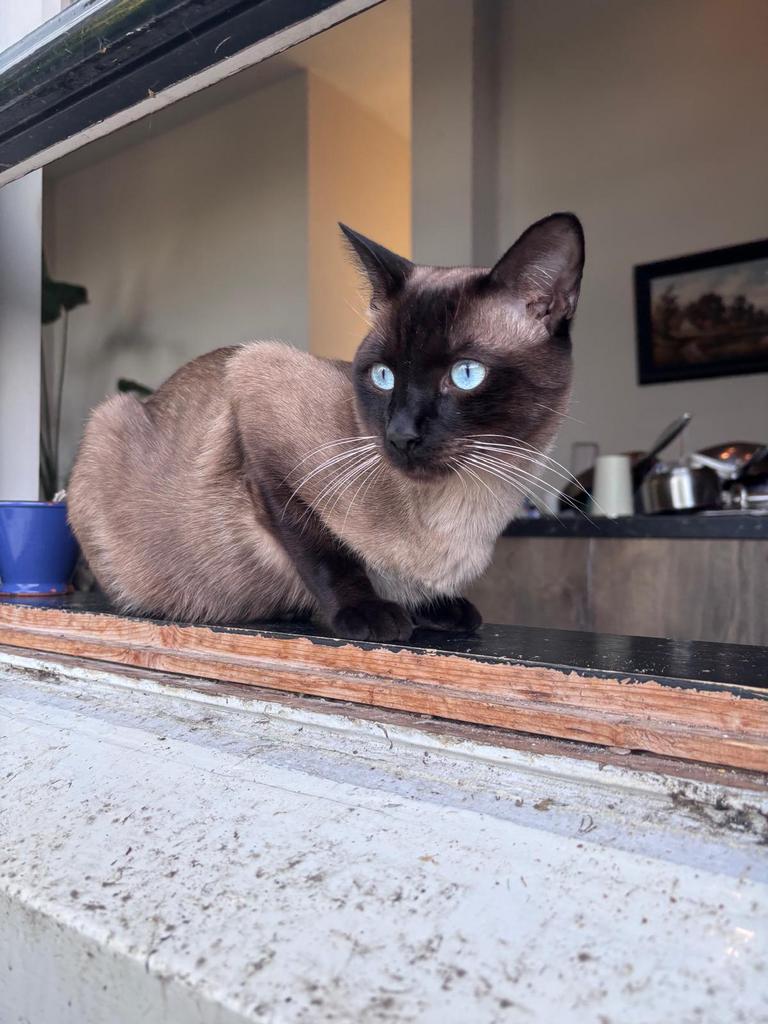 Dekkater sealpoint siamees (niet te koop), Kater, Kortharig, 0 tot 2 jaar