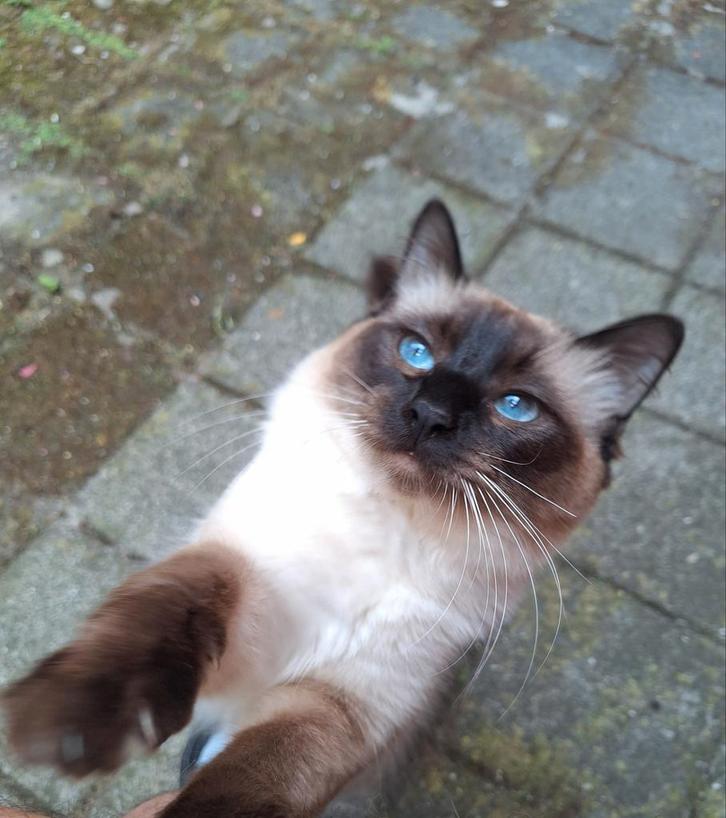 Ragdoll kater, Dieren en Toebehoren, Katten en Kittens | Dekkaters