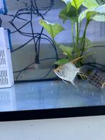 maan vissen, Dieren en Toebehoren, Vissen | Aquariumvissen, Vis