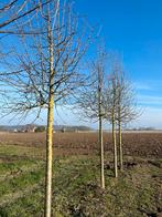 Pyrus navalis 25/30 hoogstam, Bloeit niet, Overige soorten, Minder dan 100 cm, Ophalen