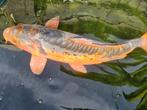 Mooie Shusui van +/- 30 á 35 centimeter., Dieren en Toebehoren, Vissen | Vijvervissen, Karper of Koi