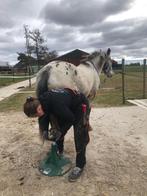 Natuurlijk/barefoot pony bekapper (Gr,Dr,Fr)