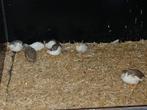 Chinese dwergkwartels, Dieren en Toebehoren, Vogels | Overige Vogels, Meerdere dieren, Tropenvogel
