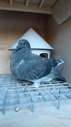 Duif jonge duif 2025 ,afhalen voor donderdag as, Dieren en Toebehoren