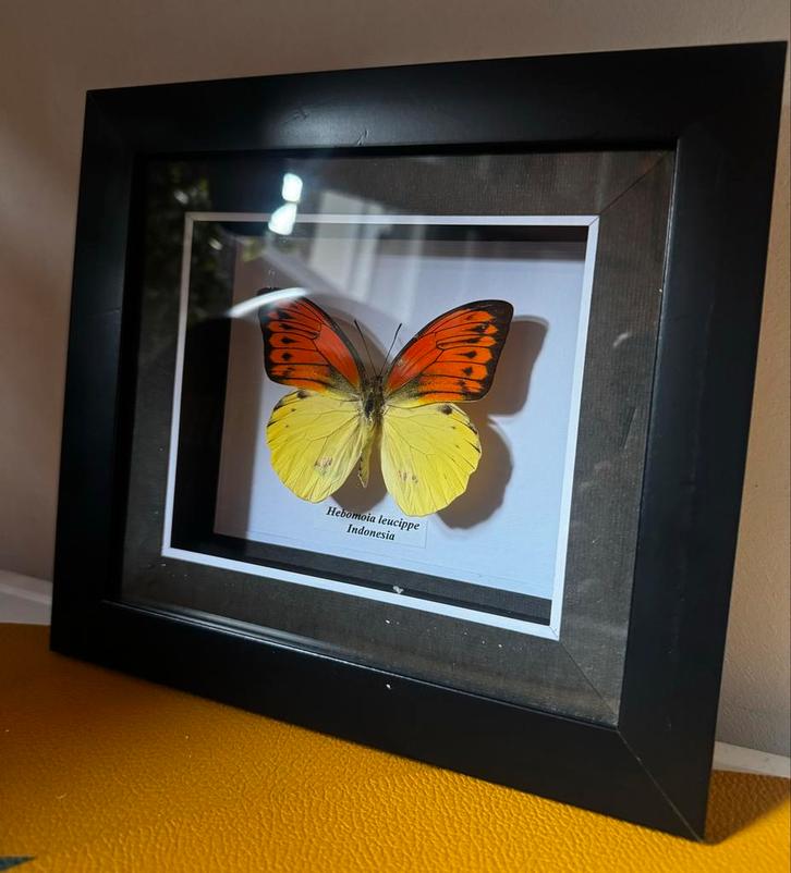 Ingelijste vlinder Hebomia Leucippe, Antiek en Kunst, Kunst | Schilderijen | Abstract, Ophalen