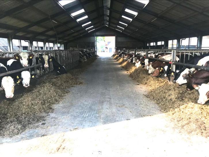 Doorlopend te koop Dekstier pinkenstier, Dieren en Toebehoren, Runderen, Meerdere dieren