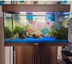 Juwel aquarium inclusief vissen en toebehoren, Dieren en Toebehoren, Vissen | Aquaria en Toebehoren, Ophalen, Gebruikt, Gevuld zoetwateraquarium