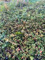 6 m2 Sedum & Kruiden trays - Divers assortiment, Tuin en Terras, Planten | Tuinplanten, Volle zon, Vaste plant, Ophalen of Verzenden