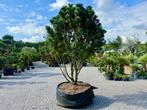 Exclusieve Pinus pumila 'Compacta' solitair te koop!, Tuin en Terras, Planten | Bomen, Overige soorten, 250 tot 400 cm, Zomer