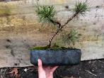 Bonsai Pinus, Tuin en Terras, Planten | Bomen, Ophalen