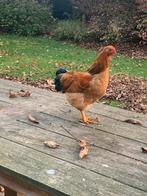 Raszuivere  Wyandotte haan, Dieren en Toebehoren, Pluimvee, Mannelijk, Kip