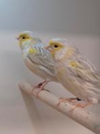 Kanaries agaat opaal wit en agaat opaal geel mozaiek, Meerdere dieren, Kleurkanarie