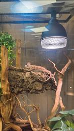 Jemen Kameleon, Met terrarium