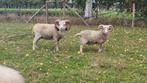 Te koop/ te huur witte stamboek Ouessant rammen ARR/ARR, Dieren en Toebehoren, Mannelijk, Schaap
