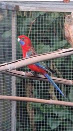Penant rosella, Dieren en Toebehoren, Vogels | Parkieten en Papegaaien, Meerdere dieren, Parkiet, Geringd