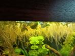 Salvinia Minima drijfplant aquarium, Ophalen, Plant(en), Steen of Hout