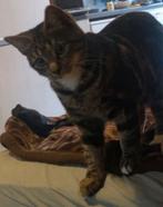 kitten poes, Dieren en Toebehoren, Juli, Vrouwelijk