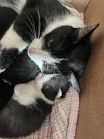 Lieve kittens te koop, Dieren en Toebehoren, Katten en Kittens | Raskatten | Korthaar, Meerdere dieren