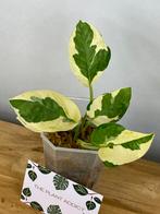 Epipremnum sp cv big wow and wave leaf variegata, Ophalen of Verzenden, Halfschaduw, Minder dan 100 cm