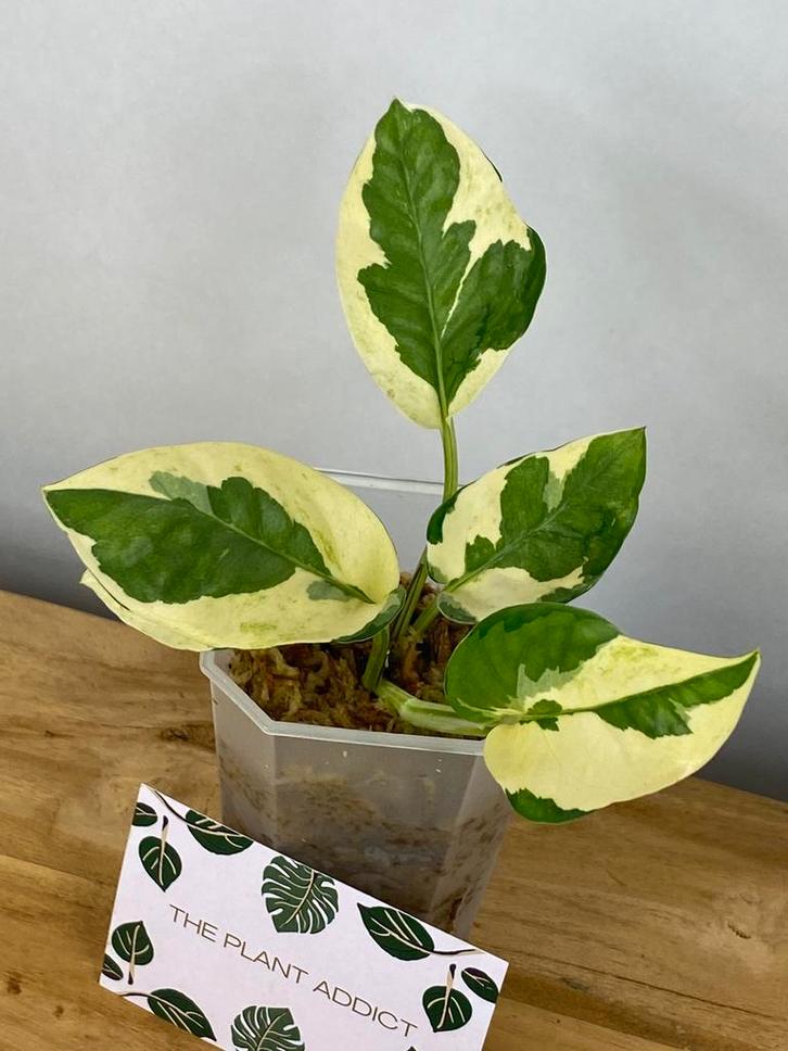 Epipremnum sp cv big wow and wave leaf variegata, Huis en Inrichting, Kamerplanten, Minder dan 100 cm, Halfschaduw, Ophalen of Verzenden