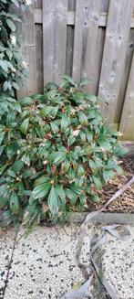 Viburnum davidii, Minder dan 100 cm, Ophalen of Verzenden, Struik