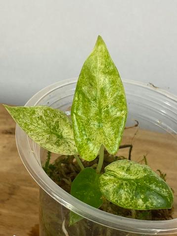 Alocasia Macrorrhiza Splash Variegata #4 beschikbaar voor biedingen
