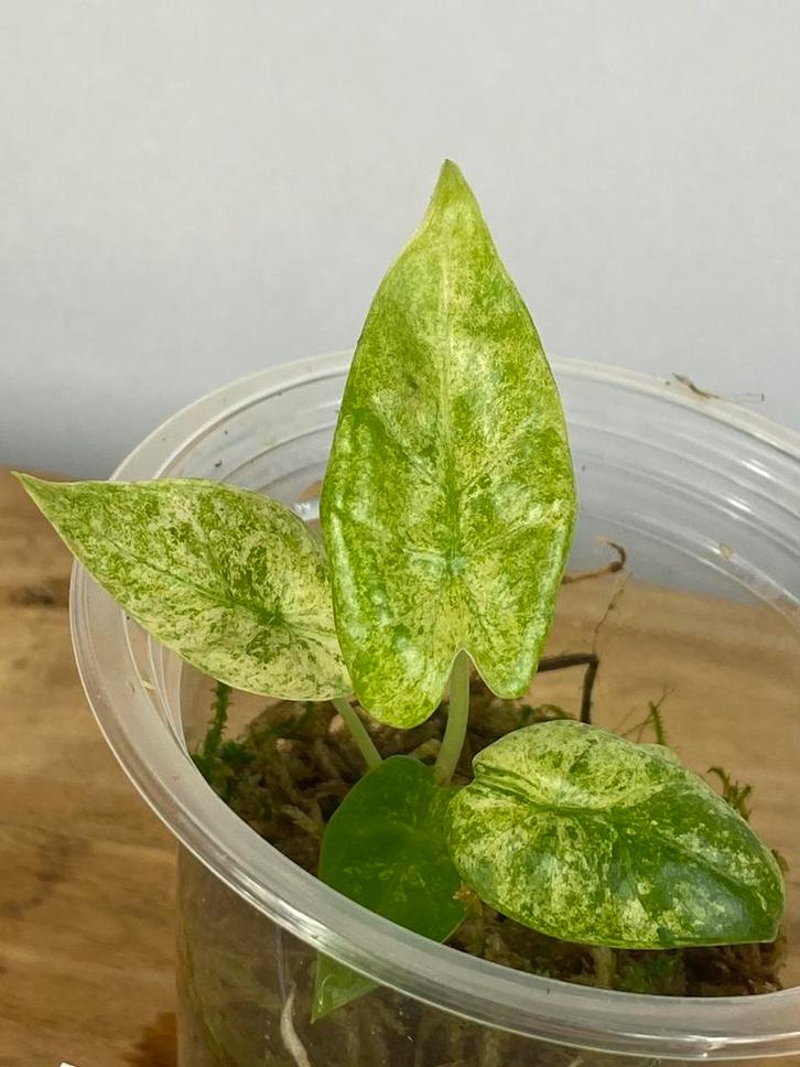 Alocasia Macrorrhiza Splash Variegata #4, Huis en Inrichting, Kamerplanten, Minder dan 100 cm, Halfschaduw, Ophalen of Verzenden