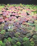 Drijfplant, rood wortel, voer voor goudvissen, Dieren en Toebehoren, Vissen | Aquaria en Toebehoren, Ophalen, Plant(en), Steen of Hout