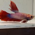 Betta splendens man 55, Vis